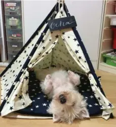  ?? SNOOZE FOR POOCH ?? West Highland terrier Ocha in his Vegas Starry tent, by Snooze for Pooch.