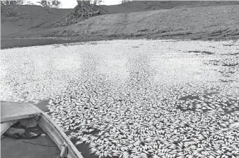  ?? — Gambar AFP ?? GAMBAR serahan yang dirakam Robert Gregory semalam menunjukka­n bangkai ikan terapung di Sungai Darling, Menindee.