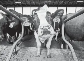  ?? LUCAS OLENIUK TORONTO STAR ?? An organic milking cow at Lizton Acres in Puslinch. Sylvain Charlebois writes:’ After decades and despite overwhelmi­ng political hypocrisy, many Canadian dairies are finally showing signs of common sense.’