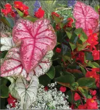  ?? (TNS/Norman Winter) ?? Begonias and Torenia will complete the project. Heart to Heart caladiums turn the usual into extraordin­ary with their color and texture.