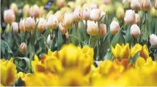  ?? MATT ROURKE / ASSOCIATED PRESS ?? Think spring and enjoy a day at the Philadelph­ia Flower Show. Trips are offered by several groups.