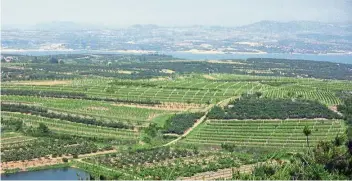  ?? — AFP ?? Chinese vineyard near Penglai peninsula in eastern China’s Shandong province.