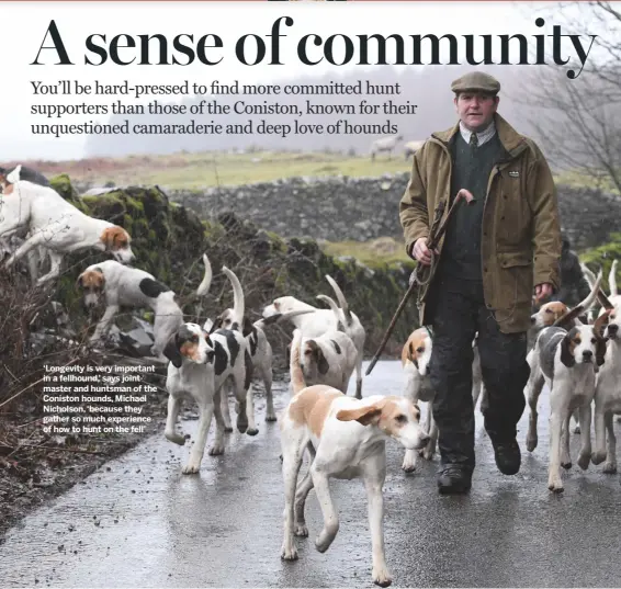  ??  ?? ‘Longevity is very important in a fellhound,’ says jointmaste­r and huntsman of the Coniston hounds, Michael Nicholson, ‘because they gather so much experience of how to hunt on the fell’