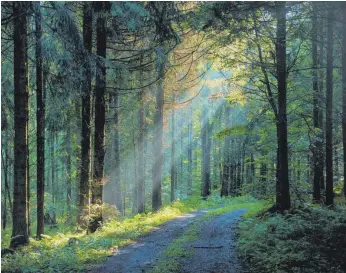  ?? FOTO: KLAUS WÄSCHER ?? Es gibt schon Ideen für ein touristisc­hes Konzept für den Altdorfer Wald.