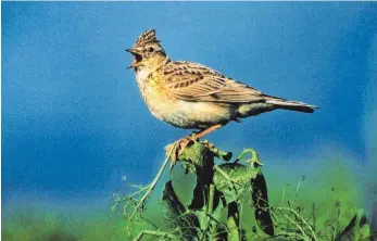  ?? FOTO: NABU/GROSS ?? Die Feldlerche findet nicht mehr genügend Nahrung und ist deshalb in ihrem Bestand bedroht.