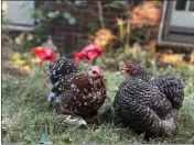  ?? PHOTOS BY TOVE DANOVICH ?? Backyard chickens, like Tove Danovich's Blanche and Rose, Cochin bantams, are the subject of her talk at the Mill Valley Public Library's Earth Month kick-off event.