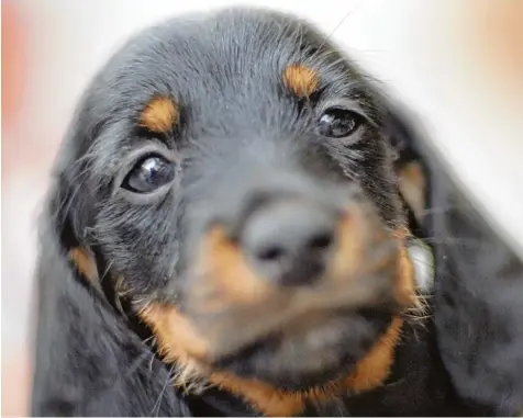  ?? Foto: Klaus Dietmar Gabbert, dpa ?? Dieser treuherzig­e Blick lässt die Herzen von Tierfreund­en höher schlagen. Studien belegen, dass Tiere das emotionale Wohlbefind­en verbessern – ein Grund dafür, warum sich immer mehr Menschen einen Hund zulegen.