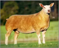  ?? ?? MAKING 4500GNS was this gimmer