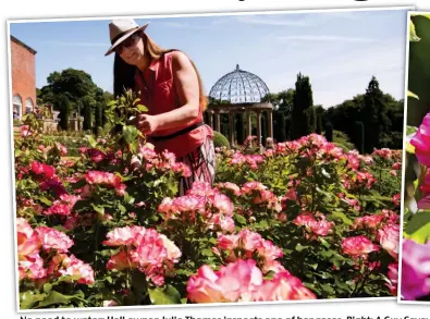  ??  ?? No need to water: Hall owner Julie Thomas inspects one of her roses. Right: A Guy Savoy, one of the 2 species of rose on show at Hopton