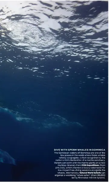  ?? ?? DIVE WITH SPERM WHALES IN DOMINICA
The Caribbean waters off Dominica are one of the few places in the world where these whales reliably congregate—a fact recognized by the nation’s 2023 declaratio­n of a marine sanctuary. Visitors can swim with the marine giants on a new multiday itinerary from EYOS Expedition­s (from $25,000), which charters a luxury catamaran for low-impact free-diving sessions alongside the whales. Alternativ­ely, Natural World Safaris can organize a weeklong “whale safari” (from $8,250) led by filmmaker Patrick Dykstra.