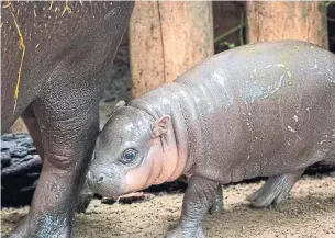  ?? THE TORONTO ZOO TWITTER ?? The zoo’s 2-month-old hippo was named through an online poll that ran from Sept. 21 to Oct. 2.