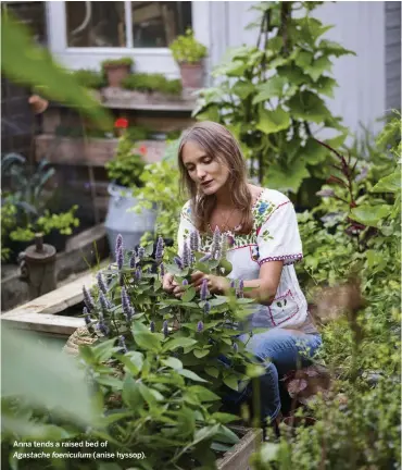  ??  ?? Anna tends a raised bed of
(anise hyssop). Agastache foeniculum