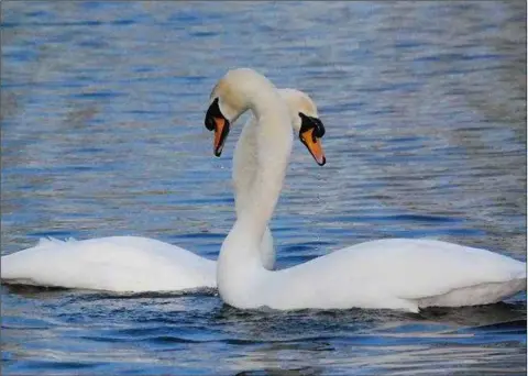  ??  ?? Amazing swan mating dance captured locally.