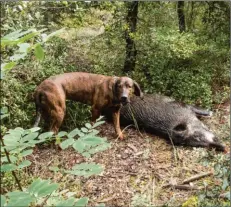  ??  ?? Selon les forestiers, une surdensité de sangliers nuit à la bonne régénérati­on d’une forêt comme aux plantation­s.