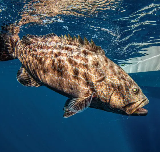  ??  ?? WRECK RULER: Black grouper sometimes exceed 100 pounds and are often the apex predators at a wreck or reef.