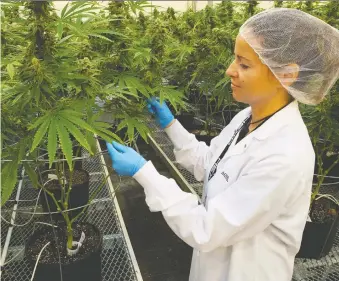  ?? ADRIAN WYLD/THE CANADIAN PRESS FILES ?? Cannabis grower Hexo’s revenue rose by 19 per cent from the previous quarter, however expenses skyrockete­d by more than 90 per cent and gross margins declined to 33 per cent.