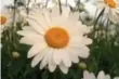  ??  ?? The Shasta daisy can bloom from June to September.