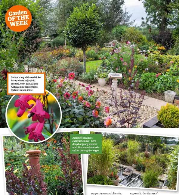  ??  ?? Colour is key at Green Wicket Farm, where soft -pink cosmos, neon dahlias and fuchsia-pink penstemons (below) raise a smile