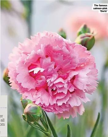  ?? ‘Doris’ ?? Modern pinks flower prolifical­ly all summer from June to September
The famous salmon-pink