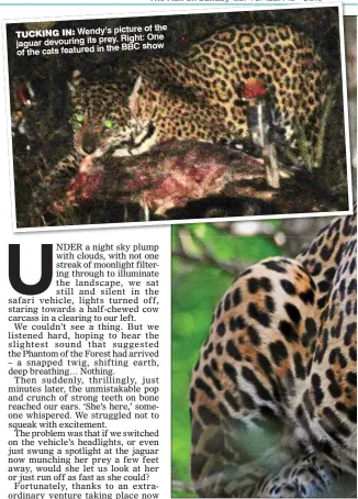  ??  ?? picture of the TUCKING IN: Wendy’s Right: One jaguar devouring its prey. the BBC show of the cats featured in