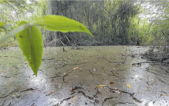  ?? JUAN PABLO RUEDA / ARCHIVO ?? La Personería de Cali ha señalado que en el humedal El Cortijo se encontró evidencia de ‘manchas sobre el espejo de agua’, que podrían causar afectación al ecosistema.