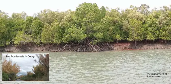  ??  ?? The mangroves of Sunderbans