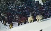  ?? OREGON DEPARTMENT OF FISH AND WILDLIFE VIA THE NEW YORK TIMES ?? A wolf pACk in the Hells CAnyon NAtionAl ReCreAtion AreA in northeAst Oregon, neAr the Border with IdAho.