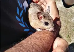  ?? PICTURE: ROBIN ADAMS ?? LOOK OUT: The Cape gerbil is only found in South Africa. Birdwatche­rs gathered over the weekend for the annual Faunal Survey.