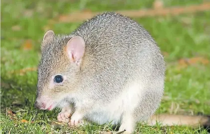  ??  ?? Melomys rubicola. “No queda duda razonable sobre la muerte del último ejemplar”, dijeron en Australia.