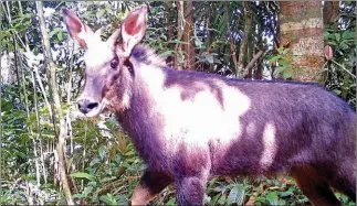  ?? ENVIRONMEN­T MINISTRY ?? Camera traps sanpped this serow in a protected area on May 29.