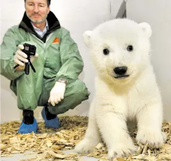  ?? DPA-BILD: FREILING ?? Niedlich, aber ein Raubtier: Andreas Knieriem, Tierarzt und Leiter des Berliner Tierparks, kniet mit einer Action-Kamera in der Hand im Gehege des kleinen Eisbären.