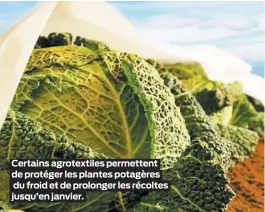  ??  ?? Certains agrotextil­es permettent de protéger les plantes potagères du froid et de prolonger les récoltes jusqu’en janvier.