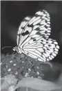  ?? MONTREAL BOTANICAL GARDEN ?? See butterflie­s at the Botanical Garden’s greenhouse.