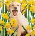  ??  ?? Das ist der kleine braune Hund inmitten von Blumen. Repro: Dorling Kindersley