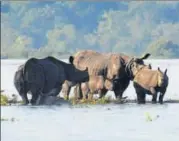  ?? PTI FILE ?? ▪ Rhinos take refuge at a highland during a flood at Kaziranga National Park in Assam.