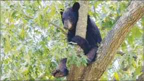  ?? Courtesy photo ?? Young male bears are on the move looking for new territory after leaving their winter den.