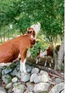  ?? MILLIS/MEDWAY ANIMAL CONTROL ?? After escaping from its field in Medway July 6, this cow found itself trapped between a wall and barbed wire.