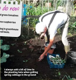  ??  ?? I always add a bit of lime to the planting hole when ge ing spring cabbage in the ground