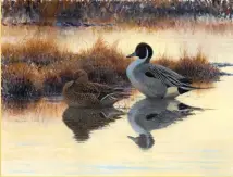  ??  ?? Gerald Peters Gallery, Evening Light Pintails, oil on canvas, 29 x 39 ½”, by Lars Jonsson