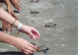  ??  ?? RIGHT Release of baby turtles from the Turtle Hatchery