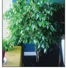  ?? Special to the Democrat-Gazette ?? The roots were trimmed when this happy ficus was repotted.