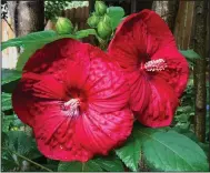  ?? (TNS/Norman Winter) ?? The Summerfic Holy Grail photograph­ed in June shows the tropical-looking feel of the large deep red flowers.