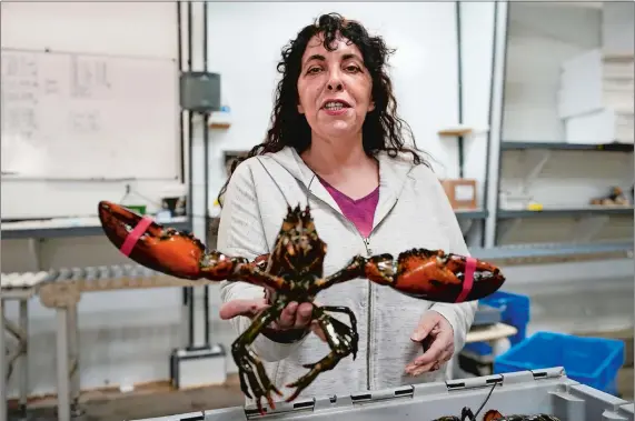  ??  ?? Stephanie Nadeau, above, owner of The Lobster Company, holds a lobster at her shipping facility in Arundel, Maine. Nadeau says the industry needs assurance that it’ll be able to sell lobsters to other countries without punitive tariffs. Lobsterman Jason Joyce, right, speaks at a campaign rally for President Donald Trump in Saco, Maine, touting Trump’s efforts to help the lobster industry. Left, a worker weighs and sorts pollack at the Portland Fish Exchange in Portland, Maine.