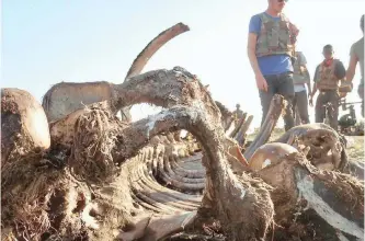  ??  ?? JOURNALIST­S in bullet-proof vests approach the scavenged carcass of a rhino killed by poachers in the Kruger National Park.