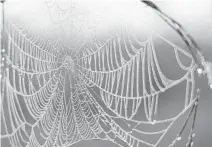  ?? PATRICK CONNOLLY/ORLANDO SENTINEL FILE ?? A spider web collects dew one morning, reminiscen­t of Agatha Christie’s A Spider’s Web, that runs through Dec. 19 at Delray Beach Playhouse.