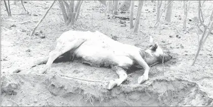  ??  ?? ▲ La escasez de lluvias desde el año pasado ha provocado la mortandad de 12.5 por ciento del ganado bovino en Baja California Sur. Foto cortesía del Comité de Fomento y Protección Pecuaria de la entidad