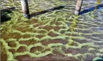  ?? GREG LOVETT / THE PALM BEACH POST ?? Algae floats in the water behind the Monterey Inn and Marina on the St. Lucie River in Stuart on Friday.