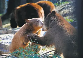  ??  ?? Birthday cakes welcome the newest ursine residents of the Oakland Zoo — a mother black bear, top, and her three cubs. Above, two of the cubs play in their new habitat, a portion of the California Trail exhibit that will open this summer.