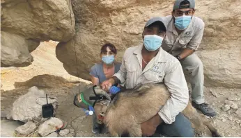  ?? EAD ?? Environmen­t Agency staff tag an Arabian tahr on Jebel Hafeet