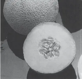  ?? GAZETTE FILE PHOTO ?? The rough skin of cantaloupe­s can trap and hold bacteria, some of which can even penetrate to the inside of the melon or transfer when cutting.